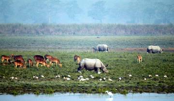 Assam Allure: Kaziranga National Park & Guwahati Discovery Tour