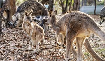 8 Day East Coast Australia Itinerary, incl. Sydney and Brisbane