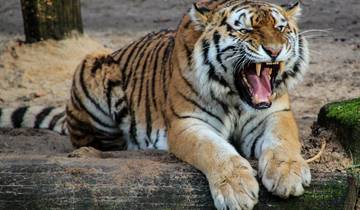 Golden Triangle Tour With Ranthambhore National Park - ALL INCLUSIVE Tour