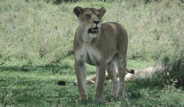 4-Day Tarangire, Serengeti & Ngorongoro Safari Tour