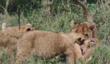 6-daagse Manyara, Tarangire, Serengeti & Ngorongoro Lodge