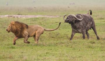 8-daagse safari naar de meest gevierde Afrikaanse parken-rondreis