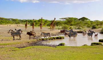 8 Days Tanzania Honeymoon Safari (6 destinations)