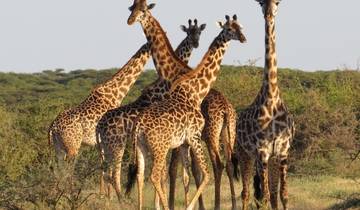 10 Days Tanzania Honeymoon Safari