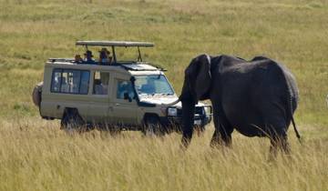 Tanzania Luxury safari - Tarangire, Lake Manyara, Ngorongoro crater and Serengeti (Starting every day from Arusha /Moshi) Tour