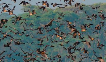 16 Days in Zambia, incl. Livingstone and Bangweulu Wetlands