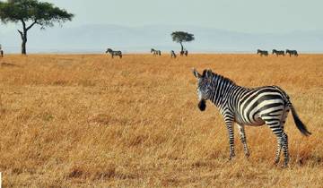 5 Day Kenya and Uganda luxury flying safari Tour