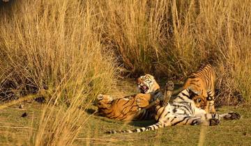 Ranthambore National Park Tour