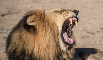 Nyati BIG-5 Classic “Best of Zambia” Safari Experience: Lower Zambezi, Kafue (Busanga Plains) and South Luangwa National Parks – 11 days