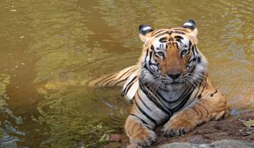 7 Days Tadoba, Nagzira and Pench Wildlife Safari Tour from Nagpur Tour