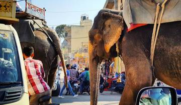 Gouden Driehoek met Pushkar Tour