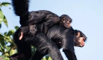 Peru Jewels - 10 Days (Lima - Cusco & Puerto Maldonado) Tour