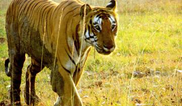 Bandipur and Mudumalai Wildlife Sanctuary Tour from Bangalore(ALL INCLUSIVE) Tour
