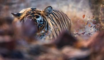 Triángulo de oro y safari tigre