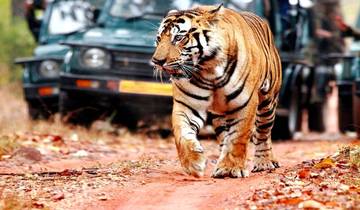 India Wildlife Tiger Safari