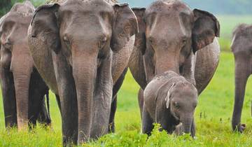 Indische Tierwelt Odyssee