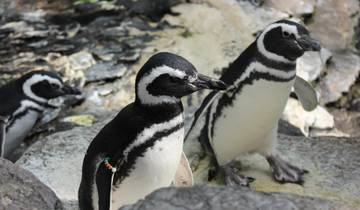 Antarctic Wildlife: Animals You Can See in Antarctica - TourRadar