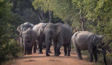 Odyssee door Sri Lanka: Van Colombo naar de wildernis van Yala