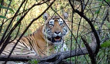 De Delhi al Parque Nacional de Sariska: Una emocionante excursión por la naturaleza