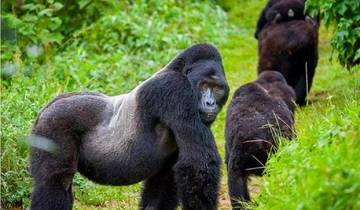 12 Days Uganda Primates and Wildlife Safari