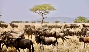 4 Tage, 3 Nächte Tansania Gruppenreise mit Lodge-Safari in die Serengeti, den Ngorongoro-Krater und den Manyara-Nationalpark Rundreise