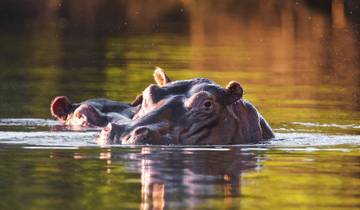Fabulous Lower Zambezi and ManaPools National Parks wildlife-focused safari (7 Days)