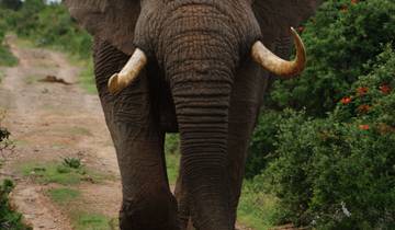 Fabulous Lower Zambezi and ManaPools National Parks wildlife-focused safari (7 Days)