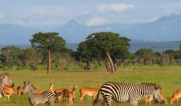 3 Tage/2 Nächte Ruaha Wildlife Safari Rundreise