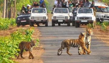 Same Day Tiger Safari Tour From Jaipur All Included Tour