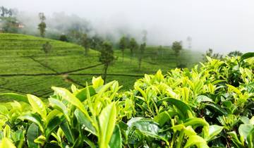 3 Days in Sri Lanka, incl. Sigiriya and Kandy