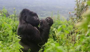 Wildtier- und Gorilla Trekking - Safari - 5 Tage Rundreise