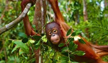 Circuito Grandes criaturas orangutanes y dragones