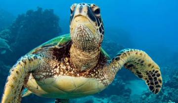 Machu Picchu and Galapagos Tour