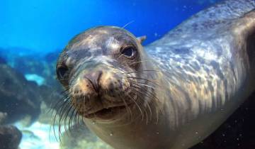 Vulcões e Galápagos
