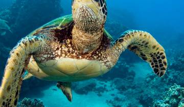 Vulkanen en Galapagos-rondreis
