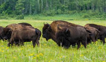 Canada’s Big Five Safari