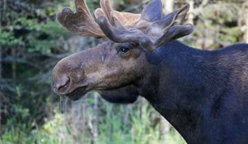 Canada’s Big Five Safari