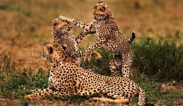 7 Dagen Foto Tented Camp Safari.-rondreis