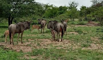 4 Day | Pilanesberg Safari