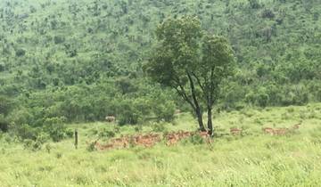 4 Day | Pilanesberg Safari