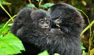 8 Days Uganda Gorillas & Masai Mara Safari Tour