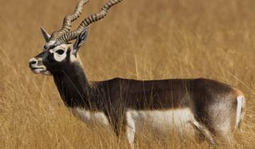 Ahmedabad to Velavadar Blackbuck Safari Expedition Tour