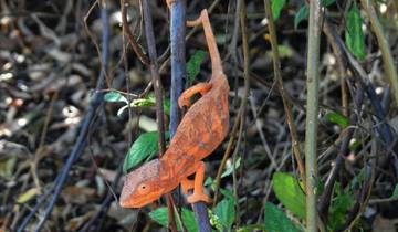 21 Days in Madagascar, incl. Antananarivo and Nosy Be