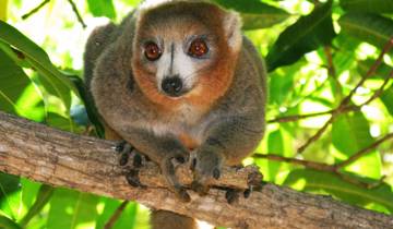 21 Days in Madagascar, incl. Antananarivo and Nosy Be