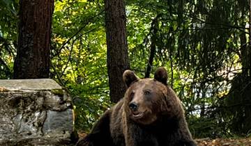 Discover Medieval and Wild Transylvania, Meet the Brown Bears, and Count Dracula