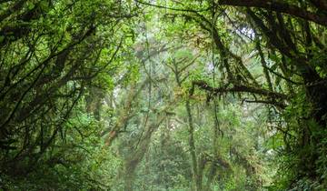 Forêts mystiques du Costa Rica