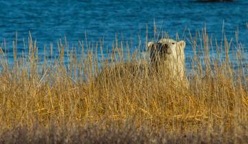 6 Day Manitoba Itinerary, incl. Winnipeg and Churchill