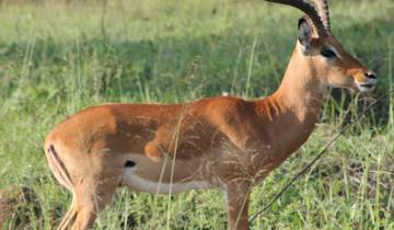 Safari de 3 jours dans le parc national de l\'Akagera circuit