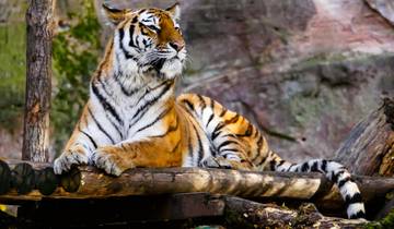 Golden Triangle Tour with Ranthambore Tigers and Taj Mahal Sunrise/Sunset 7 Days Tour