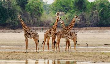 10-Day South Luangwa, Mana Pools & Victoria Falls